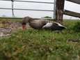 Vogelgriep in Bunschoten-Spakenburg, 150 hobbyvogels moeten worden afgemaakt 