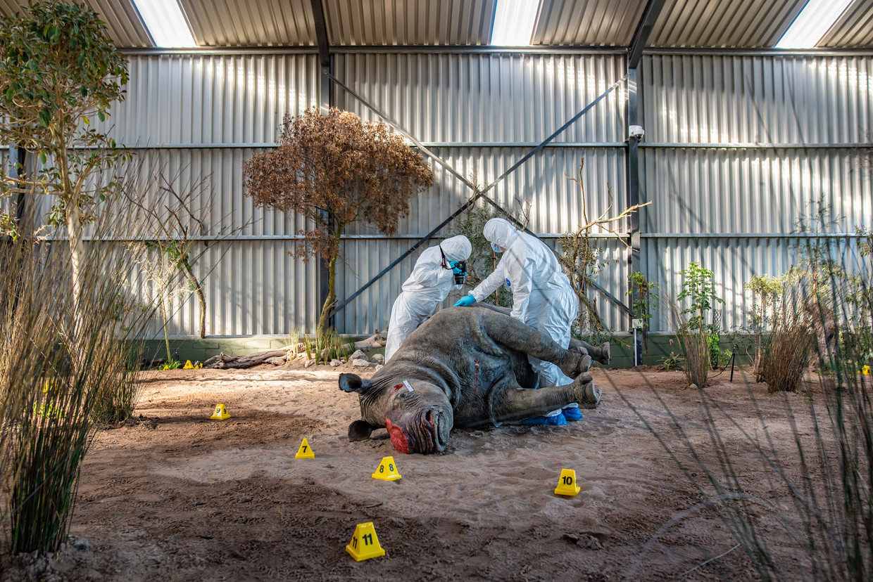 Een opgezette neushoorn is een van de dieren ­waarmee studenten van de Wildlife ­Forensic Academy hun vaardigheden oefenen. In 2021 doodden stropers 451 neushoorns in Zuid-Afrika. Amper 38 zaken kwamen effectief voor de rechter. Beeld  Tommy Trenchard