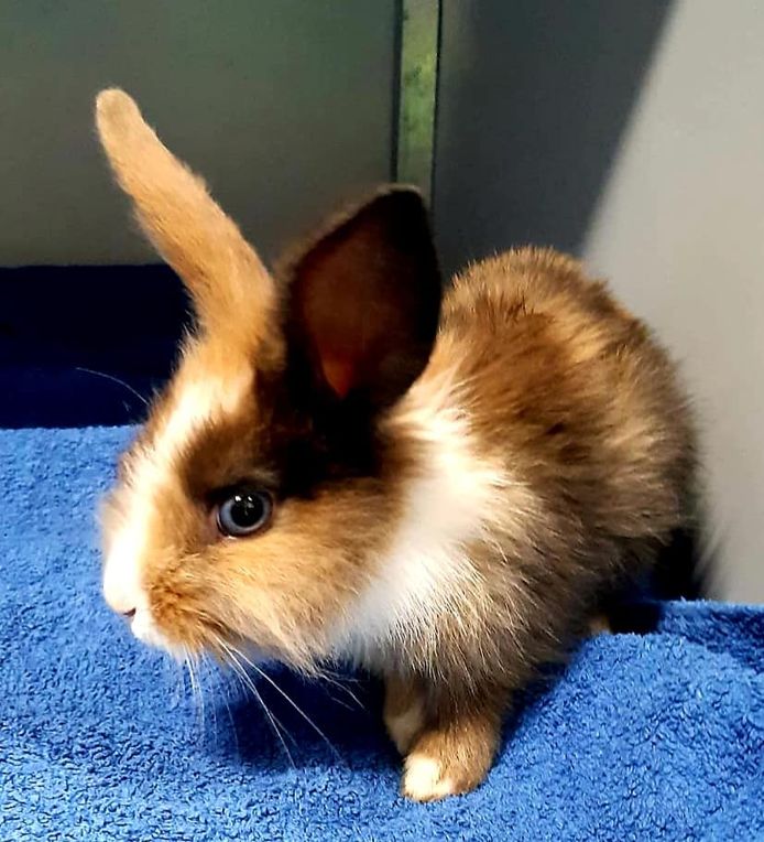 De dierenambulance Rotterdam heeft een konijntje gered dat levend in de vuilnisbak was gedumpt.