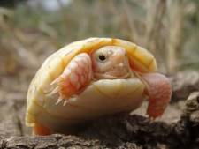 Naissance rarissime d'une tortue albinos