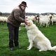 De wolf is terug in Nederland, en deze honden moeten de schapen daartegen beschermen