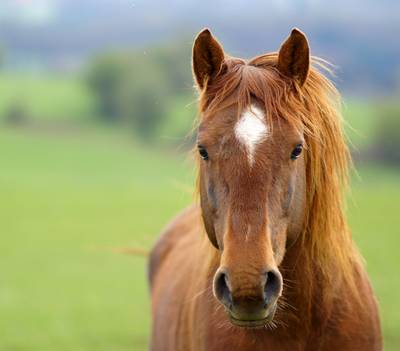 Met je paard op pad in Halderberge? Neem een zakje mee