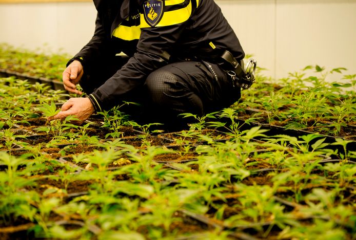 Een politieagent inspecteert hennep stekjes in een hennepkwekerij tijdens een politieactie.