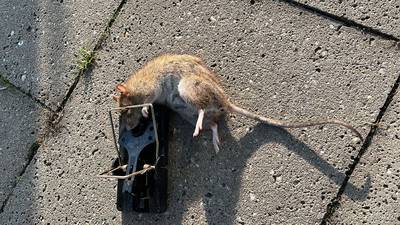 Rattenplaag in Berkel-Enschot: ‘We zetten vallen, maar het werkt niet echt. Ze worden steeds brutale