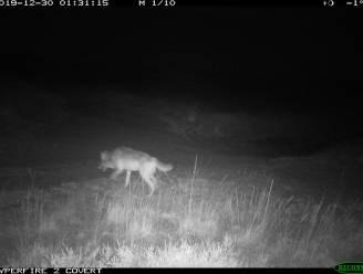 Dit is ze, de nieuwe wolvin in Vlaanderen... en ze is op weg naar August