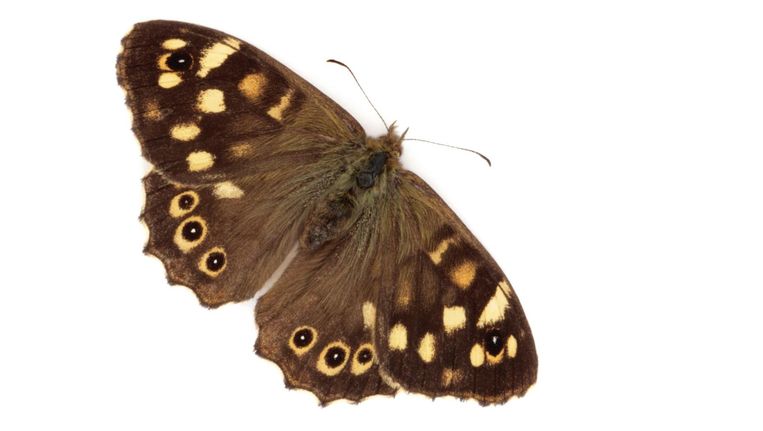 Het gaat goed met de Nederlandse vlinderstand. Zo is het bonte zandoogje (foto) geen zeldzaamheid meer, en aardig ingeburgerd in Nederland. Beeld Shutterstock