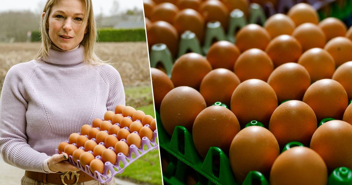 wees onder de indruk gebonden medaillewinnaar Wat is er aan de hand met de eieren? Prijs van een ei met 119% (!)  gestegen: “En het wordt nóg duurder” | Exclusief voor abonnees | hln.be