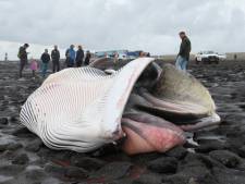 Aangespoelde walvis in Zeeland trekt veel bekijks: ‘Wandelaars gaan hem zien en ruiken’