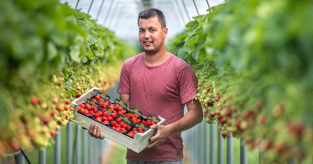 De Kwedammertjes zijn uitzonderlijk lekker dit jaar