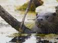 GroenRand roept 2021 uit tot ‘jaar van de otter’: “Hét symbool van ecologisch herstel”