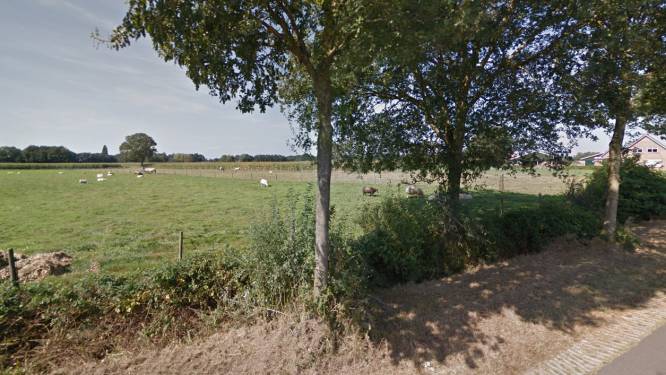 Luttenberg in rep en roer door mogelijke aanval wolf op schapen
