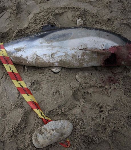 Échouage massif de dauphins en France: la majorité présentent “des traces de capture”
