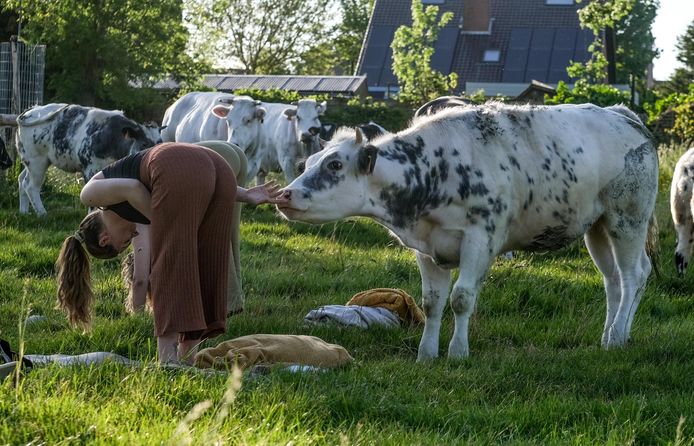 Yoga in de weide.
