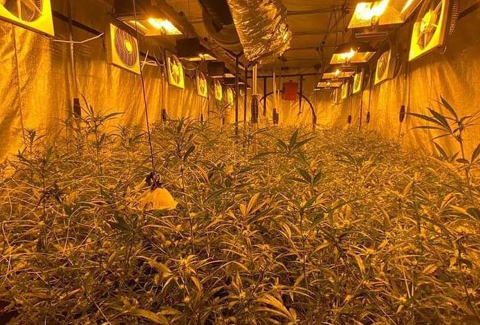In Deelen werd een ondergrondse wietplantage ontdekt met 1200 planten.