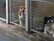 12 honden ‘onnodig’ afgemaakt, maar Dierencentrum ontkent wantoestanden: ‘Soms is dier niet te redden’