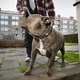 Opinie:  De wolf gevaarlijk? Bijtgrage honden maken veel meer slachtoffers onder (jonge) mensen
