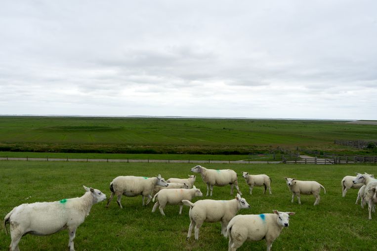 Blija in Friesland. Achter de schapen het slik en de Waddenzee. Beeld Arno Haijtema