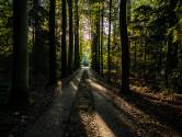 Van Oppuurs langs Buggenhout tot Steenhuffel: fietsen door een bosrijke omgeving op de grens van drie provincies