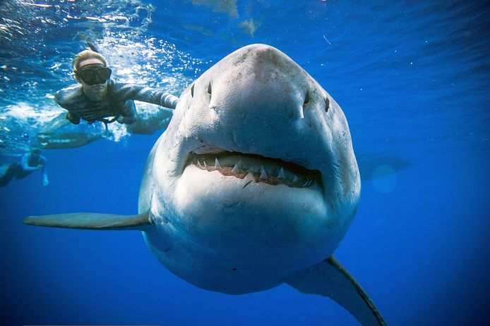 Aanval Interpunctie Wakker worden Gigantische witte haai met 14 jongen raakt verstrikt in vissersnet in  Taiwan | Dieren | hln.be