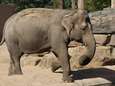 Verdriet om overleden Dumbo is kolossaal: “Olifanten kwamen en gingen, maar Dumbo bleef. Tot nu”