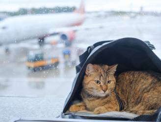 “Cat-astrophic mistake”: reiziger plaatst kat per ongeluk onder luchthavenscanner