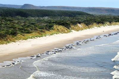 Bijna 200 dode grienden na stranding op strand Tasmanië