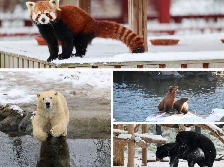 Pairi Daiza sous la neige à quelques heures de sa réouverture