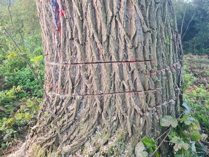 Drie bomen werden beschadigd en de vandalen lieten ook een boodschap achter.