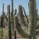 Zelfs de cactussen overleven de hitterecords in Arizona niet