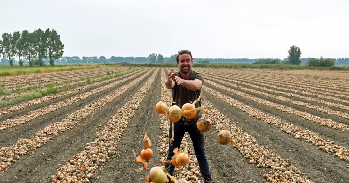 Wie helpt boer Marijn van 750.000 kilo uien af: ‘De prijzen zijn schandalig laag’