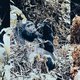 Kijk een gorilla in de ogen en je komt jezelf tegen: fotografe Carmen De Vos op safari in Oeganda