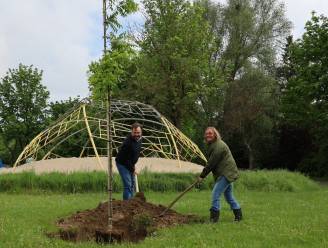 Japanse honingboom voor Heldenland