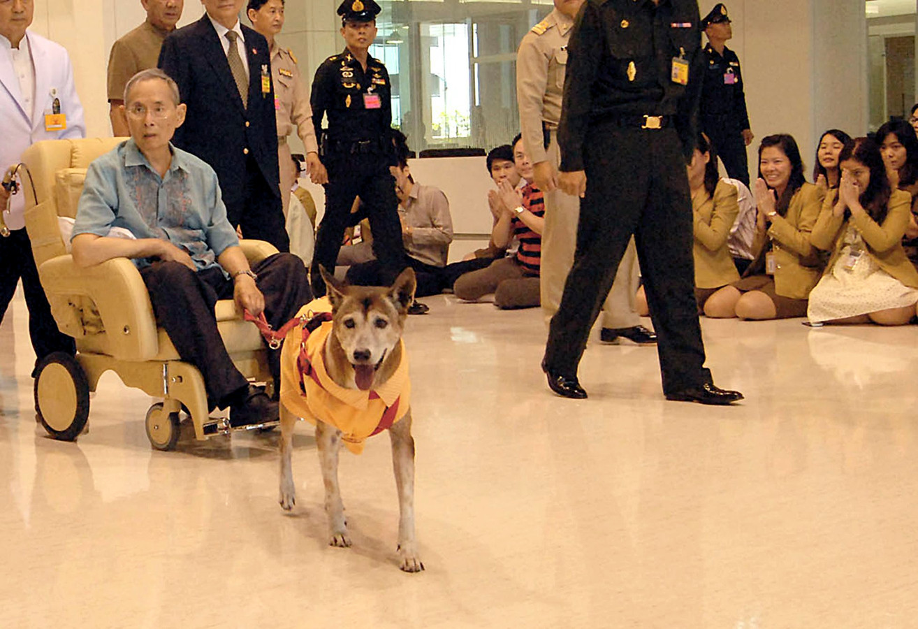 Руководство по воспитанию королевской собаки. Король Таиланда собака Маршал. Пес короля Тайланда. Тонгдаенг. Король Тайланда с собакой маршалом.