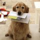 Hartverwarmend: hond brengt boodschappen naar zieke buurvrouw