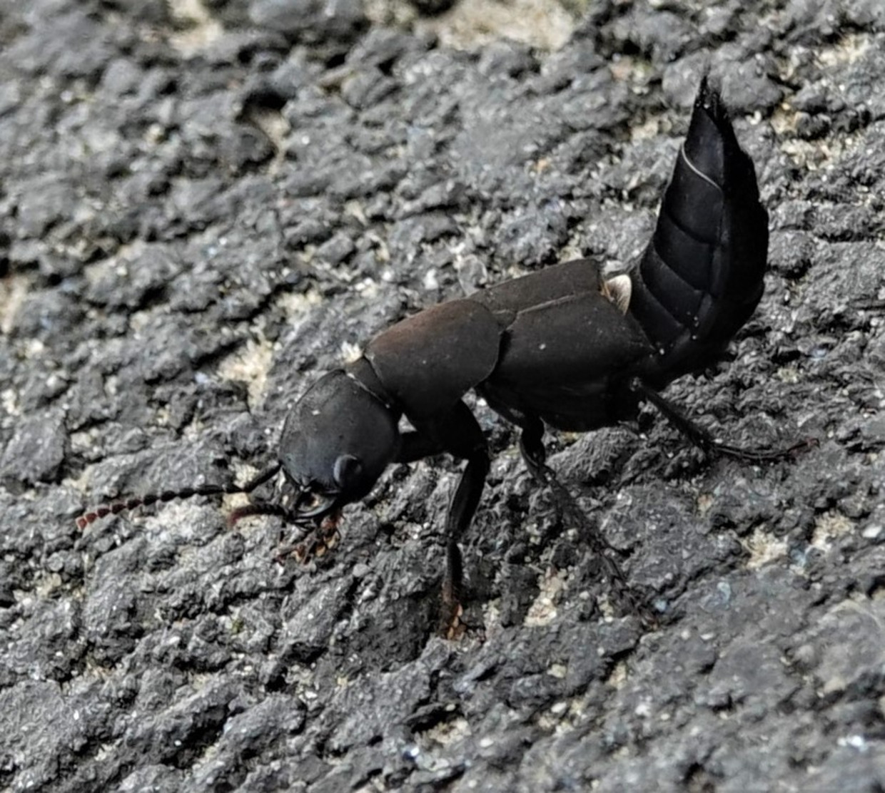 rust laten van kortschildkevers een boel zeep