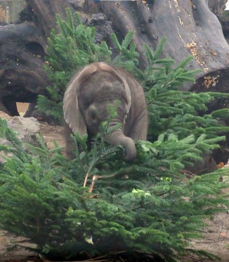 Ho ho holifant! Bumi viert eerste kerst in Ouwehands Dierenpark