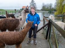 Harry de Friese lama is snel thuis tussen de alpaca’s in Aagtekerke 