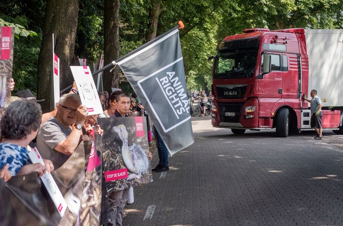 Animal Rights protesteert bij eendenslachterij Tomassen Duck-To.