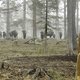 Bizon terug in duinen bij Zandvoort