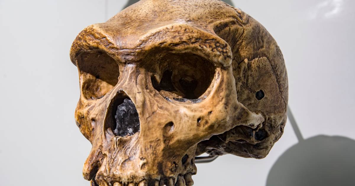 Humans almost became extinct a million years ago: “It’s a miracle that we made it” |  Science and the planet