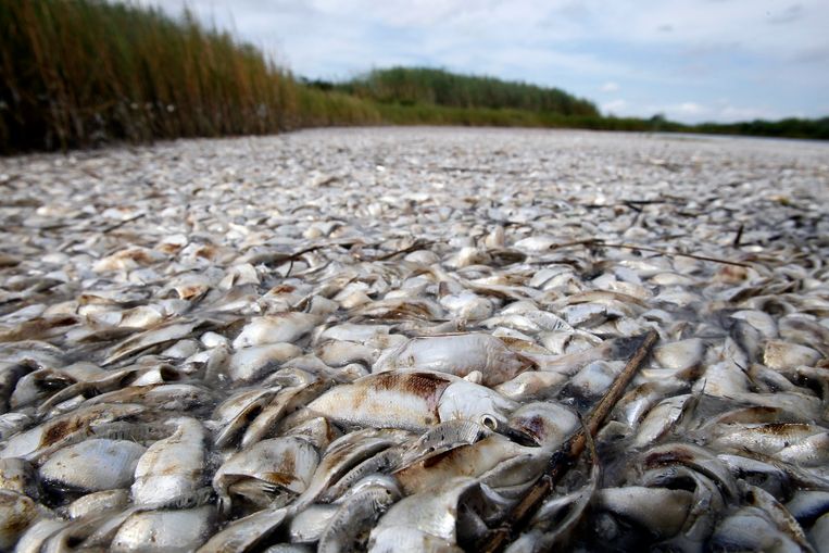 Dode vissen in de Golf van Mexico (archiefbeeld). Beeld AP
