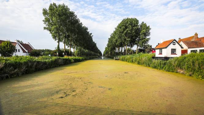 Damme-Brugge, oudste zwemwedstrijd van Europa, afgelast door eendenkroos: “Zwemmen in de Damse Vaart is zo niet verantwoord”