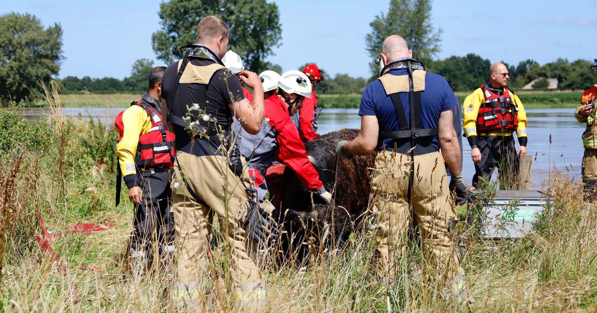 'Zwemmende' koe uit Limburg die bij Escharen uit de Maas werd geplukt, is weer thuis en maakt het go