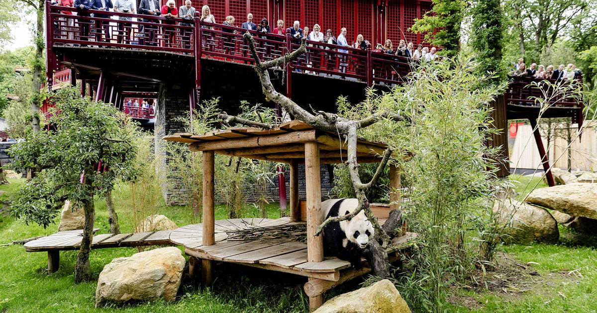 oneerlijk in stand houden Tot ziens Babypanda kost Ouwehands Dierenpark half miljoen euro | Rhenen |  gelderlander.nl