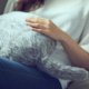Kattenkussen voor 'baasjes' met weinig tijd