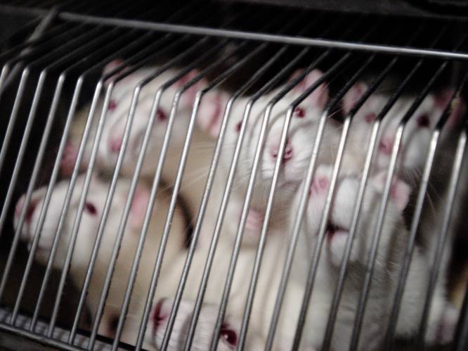 Vlaamse prof wil proefdieren redden: computer moet plaats innemen van deze muisjes