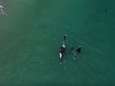 Prachtige beelden: orka’s zwemmen eindje mee met Nieuw-Zeelandse vrouw