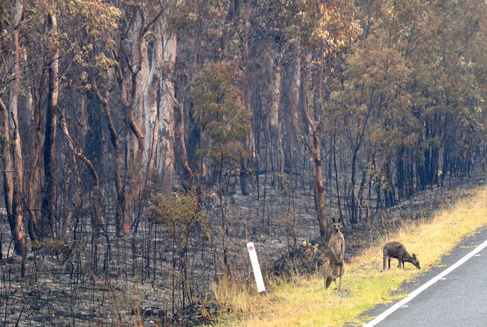 Kangoeroe's die de bosbranden overleefd hebben zijn op zoek naar voedsel in Wollemi National Park, New South Wales.