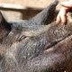 Hoe een stadsmens liefdevol twee varkens grootbracht - en ze daarna slachtte