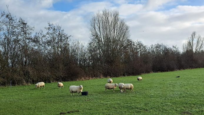 De acht schapen, een dag voor de vermoedelijke diefstal.